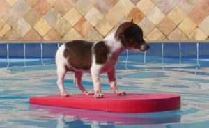 Pool Pet Safety Guidelines To Keep Your Furbaby Safer