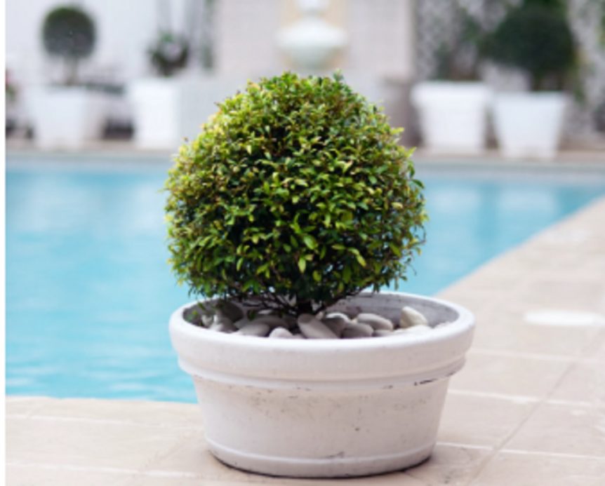 Swimming Pool Landscaping - Plants To Avoid